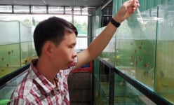 Bến Tre: Chàng nông dân bảnh trai nuôi 1 triệu con cá bảy màu mà làm giàu, mỗi tháng lời 50 triệu