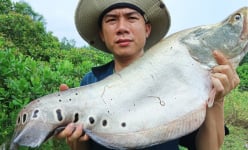 Thác lác sông ở tỉnh Kon Tum là loài cá gì mà khiến dân ở đây bắt được là cả nhà vui mừng?
