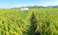 Giống lúa VNR88 trên đồng đất Bắc Giang chi chít bông, hạt chắc mẩy, nông dân phấn khởi
