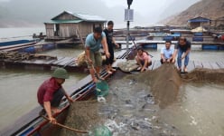 Lai Châu: Một ông tỷ phú nông dân thuần hóa và nuôi thành công loài 'thủy quái' ở thượng nguồn sông Đà