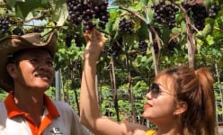 Đồng Nai: Vườn nho Ninh Thuận cây nào cũng đeo quả từng chùm ngọt ngon khiến khách kéo đến nườm nượp