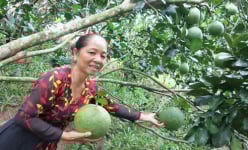 Vĩnh Long: Vùng đất này hấp dẫn lạ, không xe cộ, hàng quán, chỉ có miệt vườn ra trái quá trời