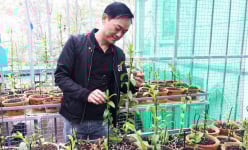 Chinh phục thành công 'nữ hoàng' của các loài hoa, một ông tỷ phú nông dân tỉnh Vĩnh Phúc có cơ ngơi bạc tỷ