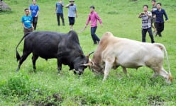 Nghệ An: Một 'Giải' đấu bò gay cấn, ly kỳ thu hút hàng trăm người xem ở huyện Kỳ Sơn