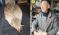 'Quái gà' lạ lùng: Nhất quyết không ăn thóc, chỉ thích ăn đinh ốc sắt