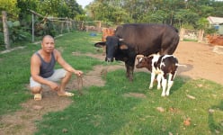 Thái Bình: Nuôi giống bò 3B 'siêu to khổng lồ', khỏe như lực sỹ, ông tỷ phú nông dân này bỏ túi tiền tỷ