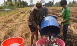Cà Mau: Vùng đất này trước rùa vàng bò lổm ngổm, nay dân bị cuốn vào 'cơn lốc đổi đời', cá đồng bỗng biến mất