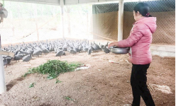 Giá gia cầm hôm nay 15/12: Chị nông dân nuôi thứ gà lạ trông như chim 'có sừng', mới nuôi đã thu lãi đậm