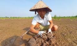 Ra đầm hoang hết cuốc lại đào để nuôi con đặc sản giàu đạm, người nhà tưởng ông nông dân Hải Phòng bị 'ma nhập'