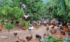 Lâm Đồng: Dưới tán cà phê nuôi thứ gà lạ bay như chim, không phải dọn cỏ bỏ phân, ông nông dân giàu hẳn lên