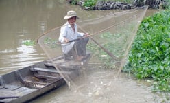 Hậu Giang: Cá bổi gồm những loài cá nào mà dân ra sông vợt được 20-30 ký mỗi ngày?