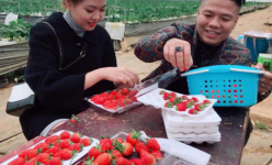 Đã mắt, ngon miệng với vườn dâu tây tiền tỷ ở Sapa