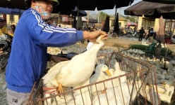 Giá gia cầm hôm nay 26/2: 'Chúng tôi chưa cần giải cứu gà, vịt'