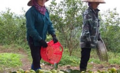 Quýt đặc sản Nghệ An rớt giá thê thảm, thương lái đi đâu mất hút
