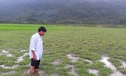 Chuyện lạ Hà Tĩnh: Có ruộng mà không dám xuống... cày cấy