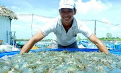 Nghề 'hạ bạc' nhưng kéo mẻ lưới cả xóm trầm trồ, toàn tôm là tôm