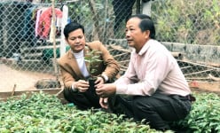 Lạng Sơn: Kiếm bộn tiền nhờ ghép cây đào chuông quý hiếm ra hoa đẹp, 'độc', lạ.