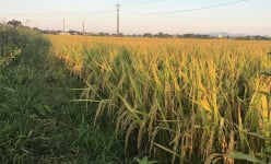Hai giống lúa sai trĩu trịt, cho năng suất vượt trội 8-9 tạ/sào ở Đắk Lắk là lúa gì?