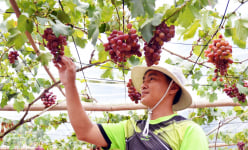Chuyện lạ Bạc Liêu: Vườn nho sai trĩu, chín ngọt lịm trên đất phèn mặn, khách ghé thăm miễn phí