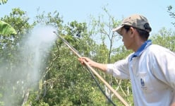 Chuyện lạ Đồng Tháp: Cho cam, quýt 'uống' nước dừa, 'ăn' trứng vịt, chuối chín