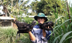 Mang thứ gà lạ 'đen như cục than' từ nước ngoài về nuôi, trai Cần Thơ quyết làm giàu