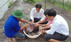 Học nghề xong, nhà nông Đất Mũi ứng phó hiệu quả với hạn, mặn