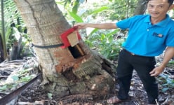Chuyện lạ Hậu Giang: 'Dụ' ong làm tổ trong thùng xốp, ở hốc cây dừa, thu mật ngon, bán đắt tiền
