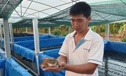 LẠ MÀ HAY: Thả la liệt con kêu ộp oạp trong nhà màng, chỉ đẻ 1 lứa đã nuôi mệt nghỉ
