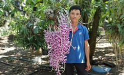 Trai Đắk Nông khoe giò hoa lan rừng Phi điệp tím 'khủng', dân mạng sốt rần rần