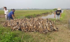 Giá gia cầm hôm nay 9/5: 'Vịt tươi, gà héo', bán chậm