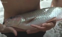 Ngắm đàn 'cá vua'-cá quý hiếm, mỗi con đã có tuổi thọ gần 40 năm ở tỉnh Hà Giang
