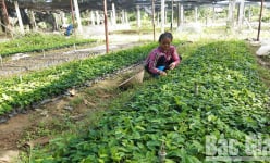 Bắc Giang: Trồng cát sâm, sâm cau và la liệt cây dược liệu trên đất cằn, thu tiền tỷ