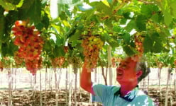Ninh Thuận: Nhiều nông dân thành tỷ phú, có hộ thu nhập đạt hàng trăm triệu/người/năm