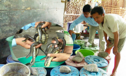 Chuyện lạ ở Hậu Giang: Nuôi rắn trong can nhựa, bò loanh quanh mà lớn nhanh, thò tay bắt dễ