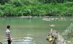 Nuôi vịt bầu đặc sản thả suối, 1 năm có 10.000 con vẫn bán hết, nhà hàng hỏi có còn không!