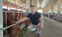 Thái Bình: Đại gia bất động sản 'đùng đùng' bỏ phố về quê nuôi bò to tướng và cái kết bất ngờ