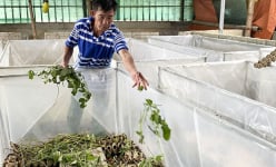 Điện Biên: Cả làng nuôi dế làm thịt để ăn, ăn không hết thì bán, có hộ thu 20 triệu/tháng