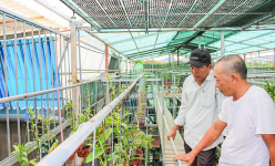 Tranh thủ lúc nhiều người đang săn lùng, một nông dân Quảng Trị làm giàu nhờ trồng lan rừng