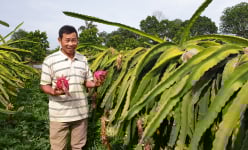 Chuyện lạ Thái Bình: U50 'bắt' thanh long bò ngang rồi cứ thế 'bỏ túi' hàng trăm triệu/năm
