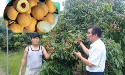 Giống nhãn 'thượng hạng' dành tiến vua có hạt màu đỏ 'cực dị', giá đắt nhất Hưng Yên ngon như thế nào?