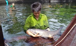 
Thái Bình: Bí quyết nuôi những con cá khổng lồ của nông dân 9X cất bằng đại học, bỏ lương cao