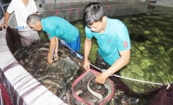 Quảng Bình: 'Đánh liều' nuôi loài cá vừa dài vừa trơn, con nào cũng to bự, 9X thu tiền tỷ
