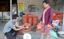 Trời tối, mặc muỗi đốt đỏ cả mặt, dân ở đây vẫn rủ nhau vô rừng mò bắt cả bao tải loài ốc lạ