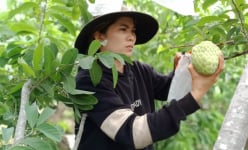 Lâm Đồng: Trồng giống na gì mà bán 70 ngàn/ký, thương lái cứ giục còn không hái nữa đi
