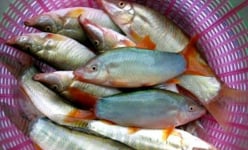 An Giang: Bắt loài cá heo đuôi đỏ chót, kêu éc éc từ ngoài sông vô nuôi trong lồng, bán 360 ngàn/ký