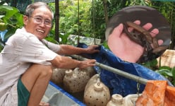Lạ Hậu Giang: 'Tuyệt chiêu' chăm con trơn trơn bị chích điện không chết mà vẫn lớn ầm ầm trong can nhựa