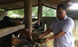 Sơn La: 'Biến' bò gầy thành những con bò vai u thịt bắp, mông núng nính mà kiếm bộn tiền