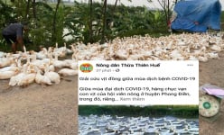 Giá gia cầm hôm nay 7/8: Ảnh hưởng Covid-19, nông dân lên mạng kêu gọi 'giải cứu' gà, vịt