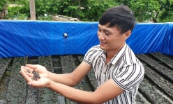 
Nam Định: Nuôi ếch nhảy bộp bộp, la liệt con to, con nhỏ, 9X bỏ túi gần nửa tỷ mỗi năm
