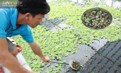 Nghệ An: Nuôi loài ốc siêu đẻ bò quanh quẩn trong ao, mỗi năm “bỏ túi” tiền tỷ